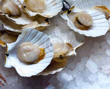 Raw Oysters on Half Shell